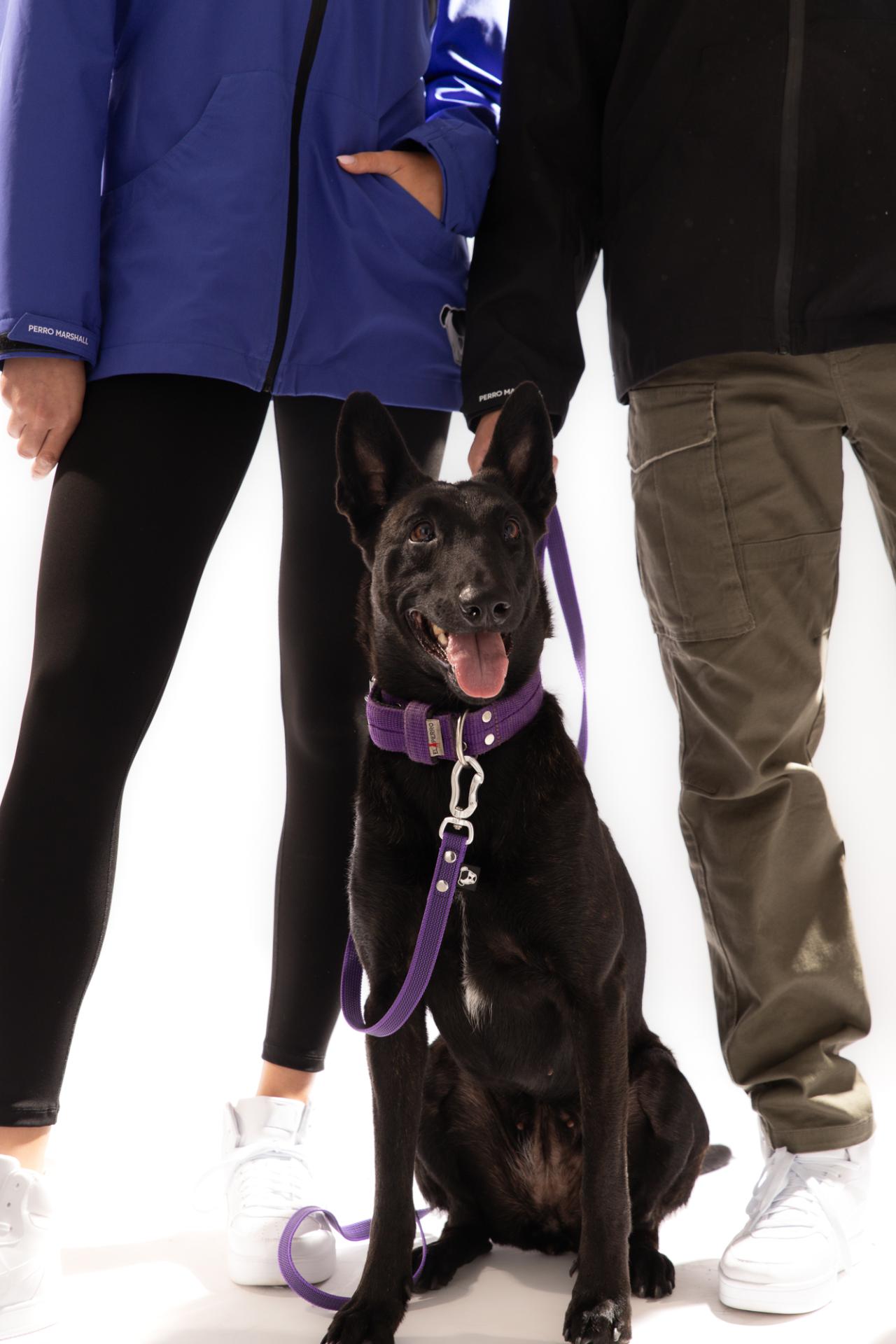 Smycz linka 5m Perro Marshall gumowana